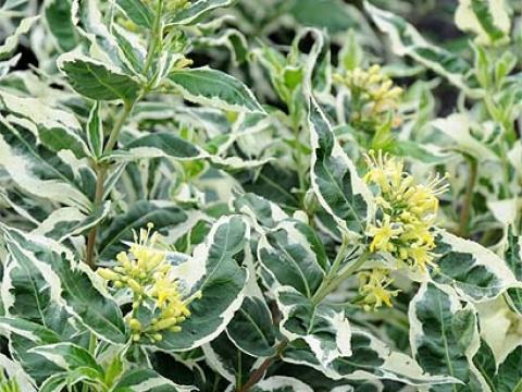 Dierviella sessifolia 'Cool Splash'