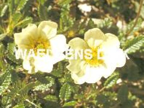 Dryas Octopetala