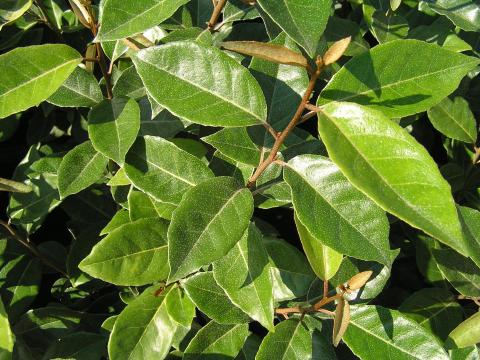Elaeagnus ebbingei