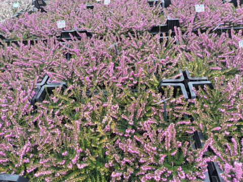 Erica darleyensis 'Darley Dale'