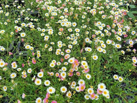 Erigeron karvinskianus