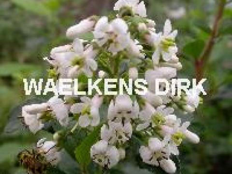 Escallonia 'Iveyi' WIT