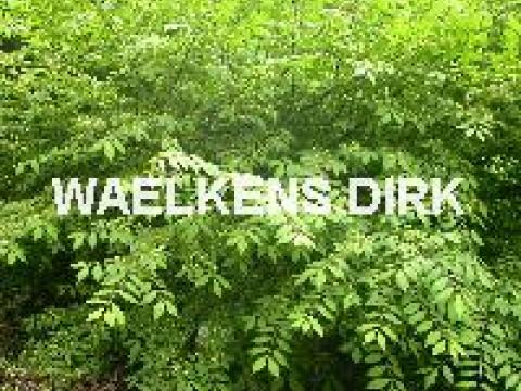 Euonymus alatus COMPACTUS