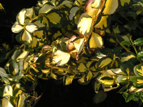 Euonymus fort. 'Blondy'