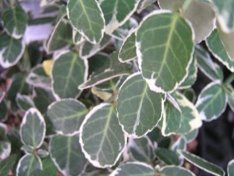 Euonymus fort. 'Emerald Gaiety'