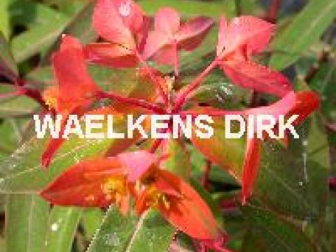 Euphorbia griffithii 'Fireglow'