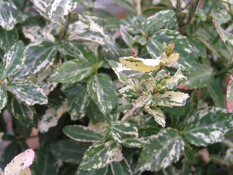 Euonymus fort. 'Harlequin'