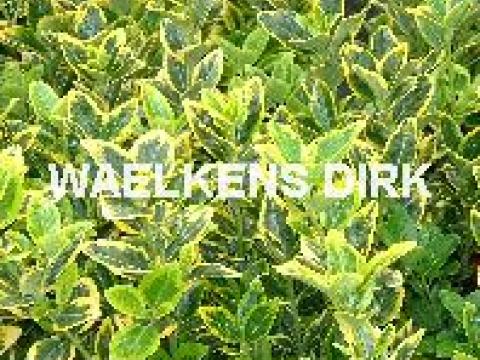 Euonymus jap. 'Aureus'