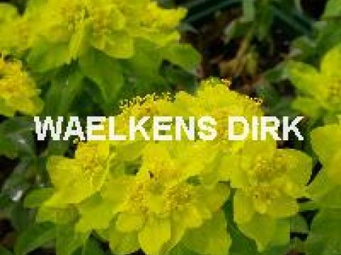 Euphorbia myrsinites