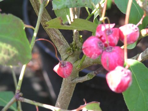 Euonymus planipes