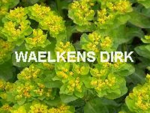 Euphorbia polychroma