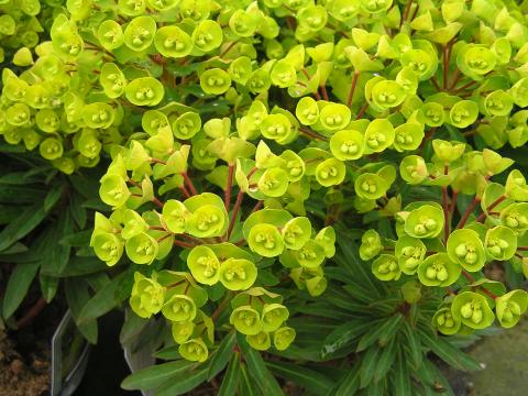 Euphorbia 'Redwing'