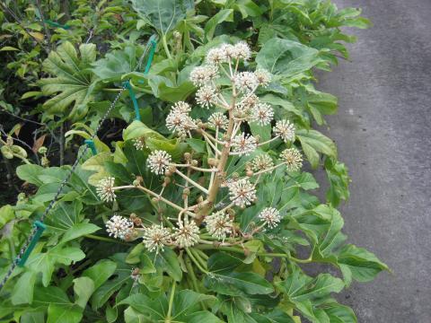 Fatsia japonica
