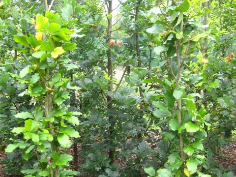 Fagus sylv. 'Dawick Gold'