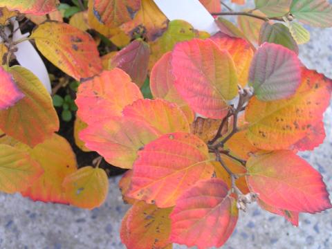 Fothergilla major