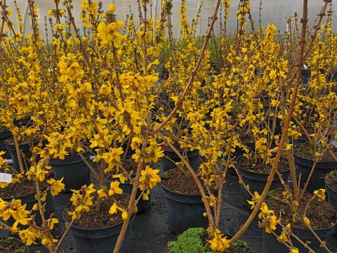 Forsythia 'Weekend'