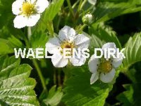 Fragaria vesca
