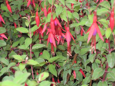 Fuchsia 'Riccartonii'