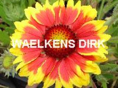 Gaillardia 'Kobold'
