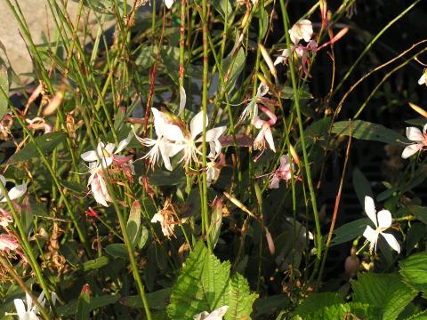 Gaura lindheimeri 'Whirling Butterflies'