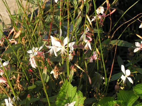 Gaura lindheimeri 'Short form'