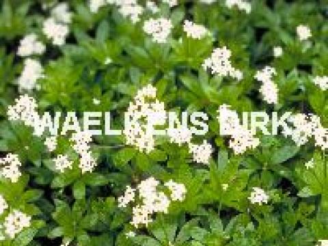 Galium odoratum (O.L.VR.BEDSTRO)