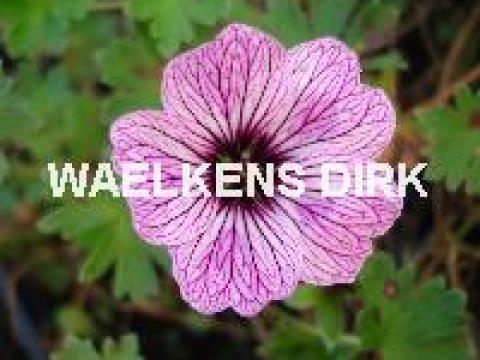 Geranium cinereum 'Ballerina'