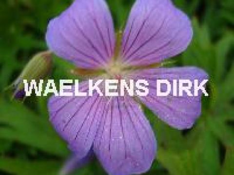 Geranium clarkei 'Kashmir BLUE'
