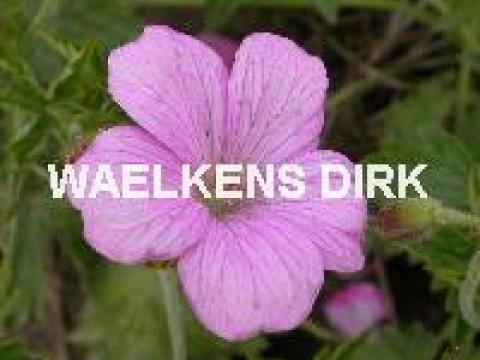 Geranium endressii