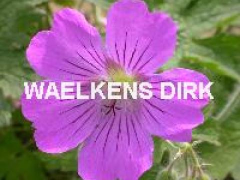 Geranium 'Johnsons Blue'