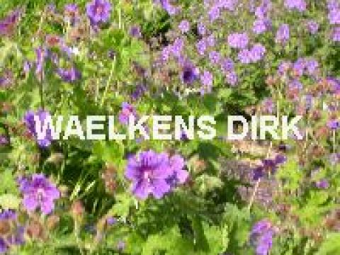 Geranium magnificum