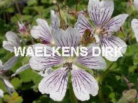 Geranium renardii