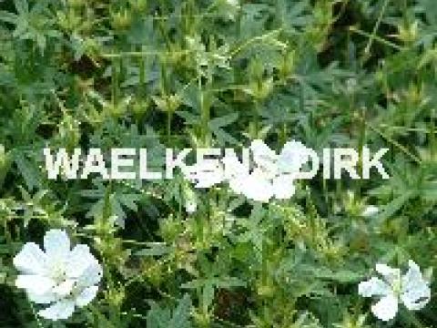 Geranium sang. 'Album'