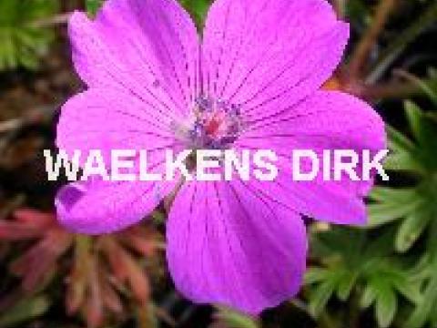 Geranium sanguineum