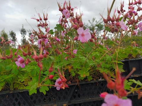 Geranium sang. striatum