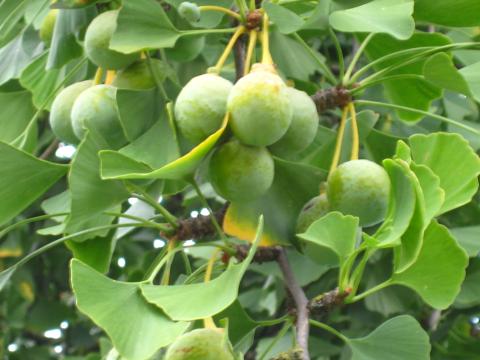 Ginkgo biloba