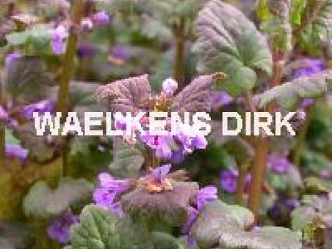 Glechoma hederacea '