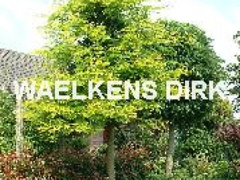 Gleditsia triac. 'Sunburst'  MEERSTAM ZWAAR