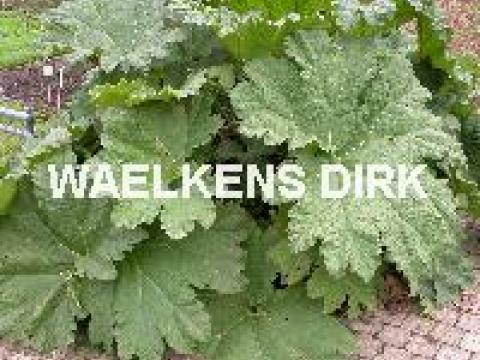 Gunnera manicata