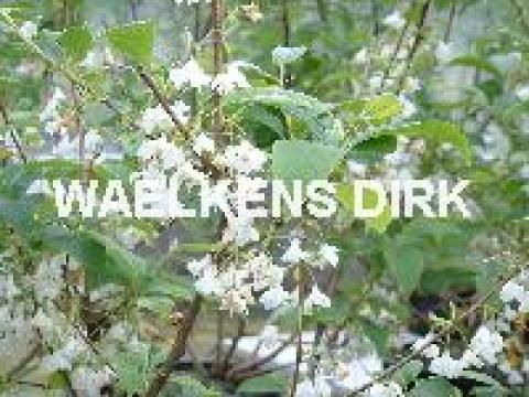 Halesia carolina