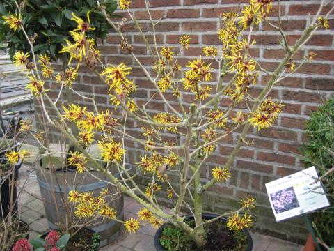 Hamamelis interm. ' Barmstedt Gold'