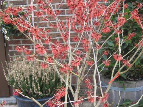 Hamamelis interm. 'Ruby Glow'