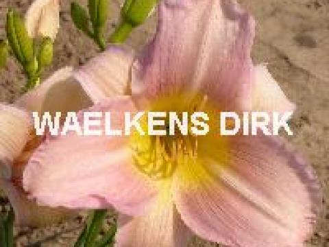 Hemerocallis 'Catherine Woodbridge'
