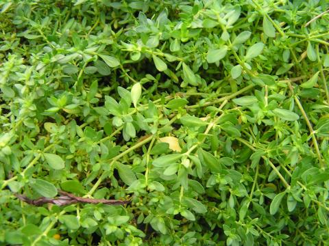 Herniaria glabra