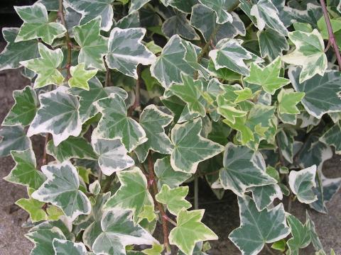 Hedera helix 'Esther / wonder