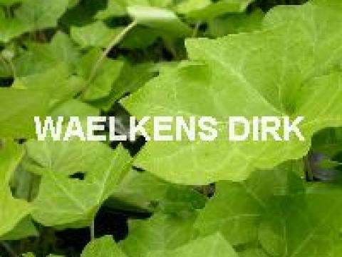 Hedera helix 'Hibernica'