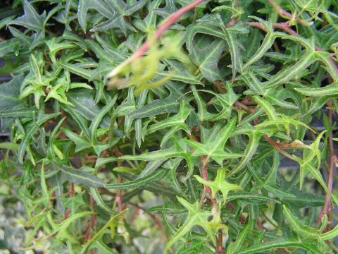 Hedera helix 'Sagittifolia