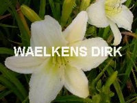 Hemerocallis light the way