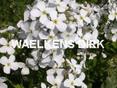 Hesperis matrolnalis 'Alba'
