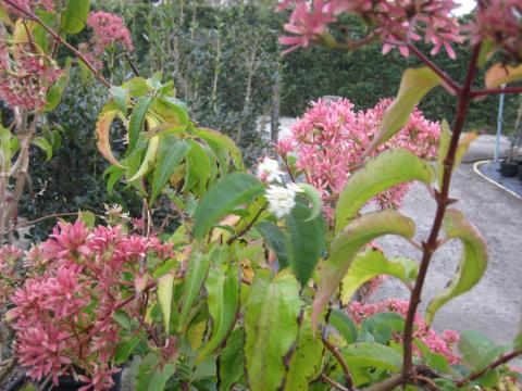 Heptacodium miconioides